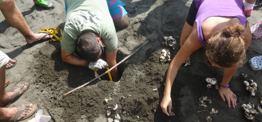 conservationist on the beach digging