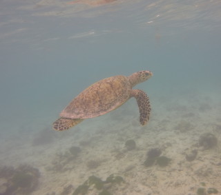 DCIM100GOPROGOPR3014.