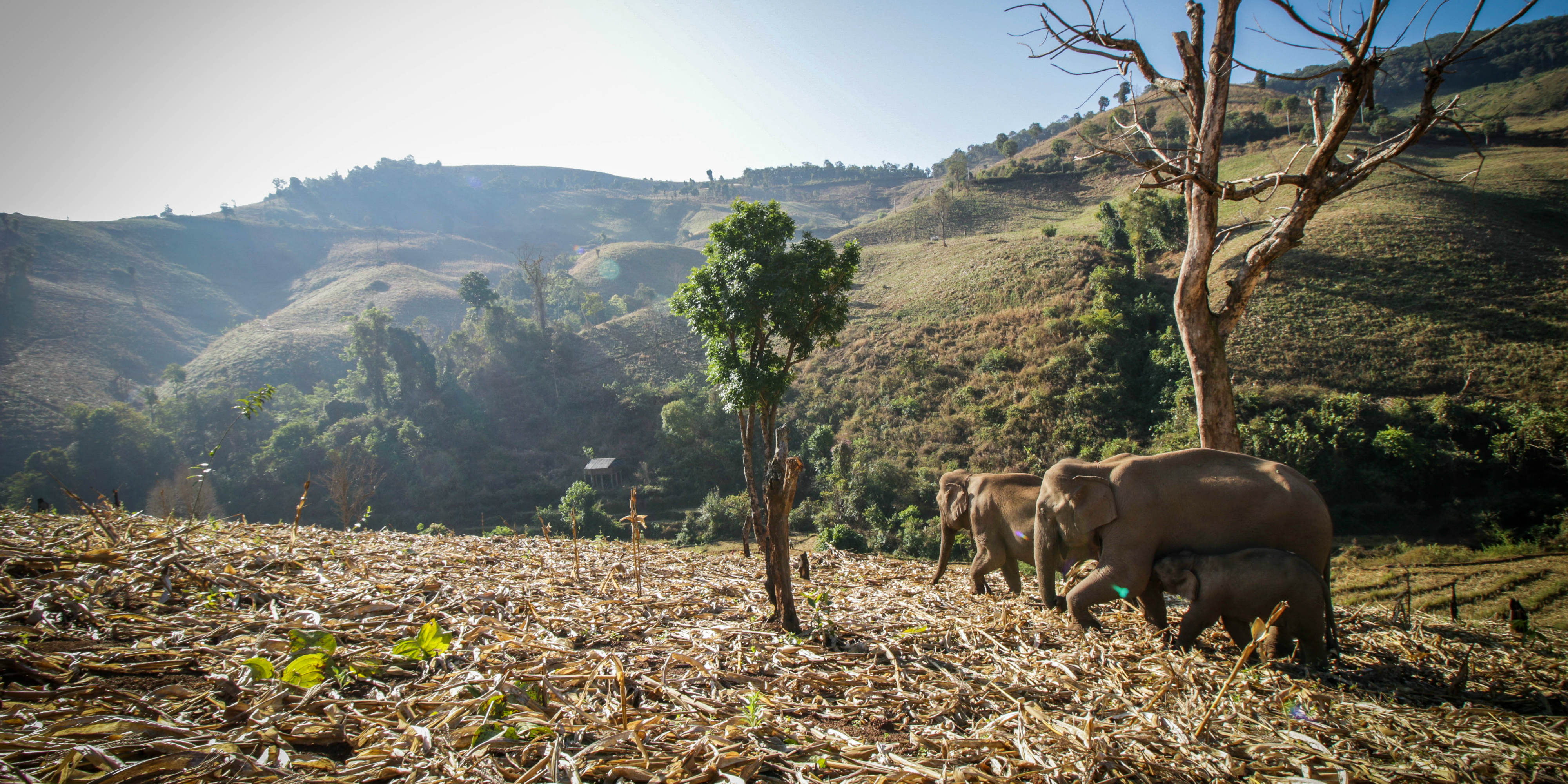 Four reasons why the environment needs elephants GVI UK