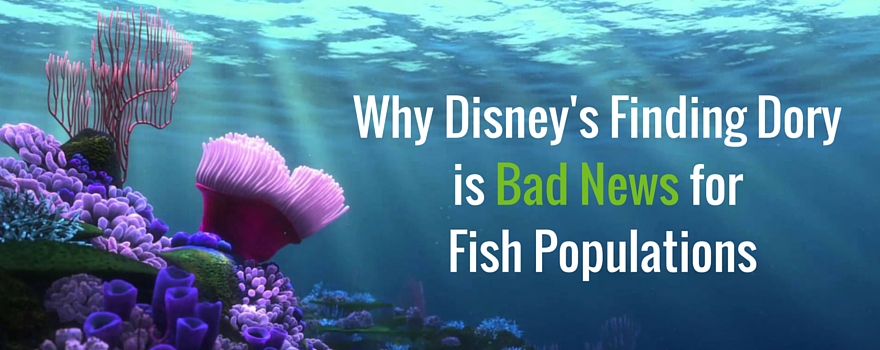 Why Disney's Finding Dory is Bad News for Fish Populations