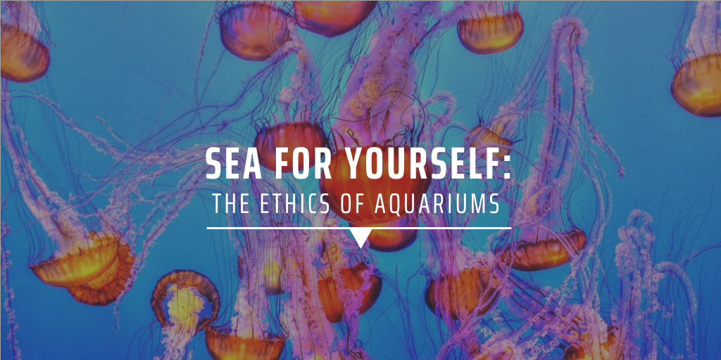 Sea for yourself: The ethics of aquariums