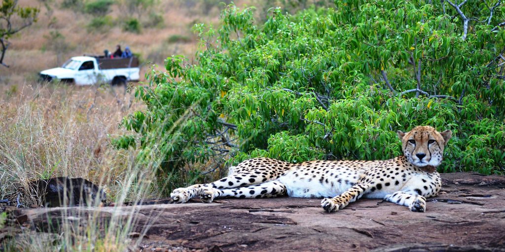 Field guide jobs are all about guiding people through natural environments and helping them understand ethical practices.