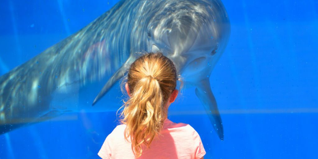 especially larger fish have traditionally been kept in captivity to be viewed, and often in unethical and cruel environments.