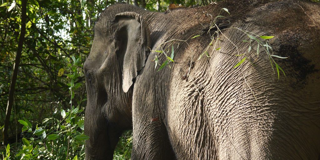 Thanks to wildlife conservation, many Thai elephants have been reintegrated back into their natural environments and ways of life. 