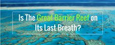 Is The Great Barrier Reef on Its Last Breath | GVI