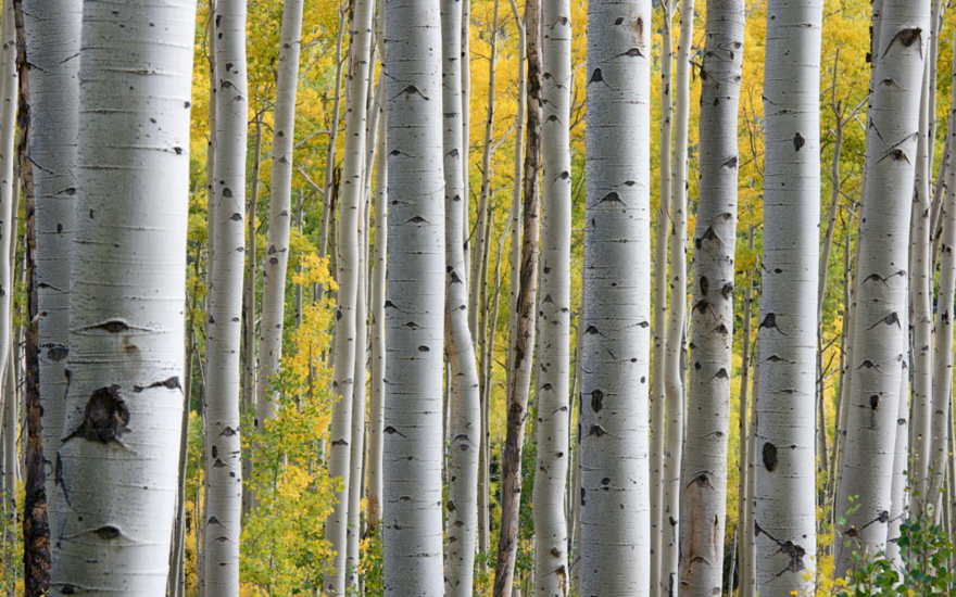 I Grew up in the Woods: A Look at Mindfulness and Nature