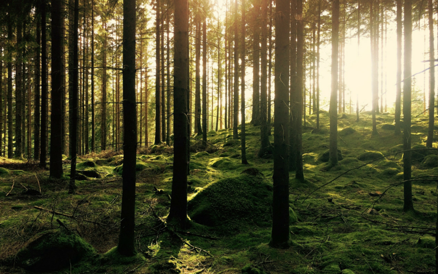 up in the Woods: A Look at Mindfulness | GVI