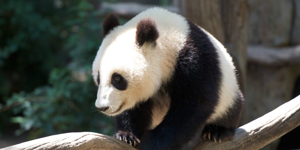 why are pandas endangered