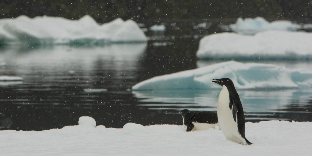Six animals affected by climate change | GVI USA