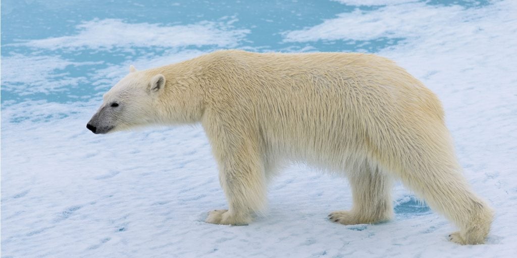 Polar bears are affected by climate change.