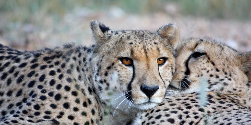 Two cheetahs resting together in the wild.