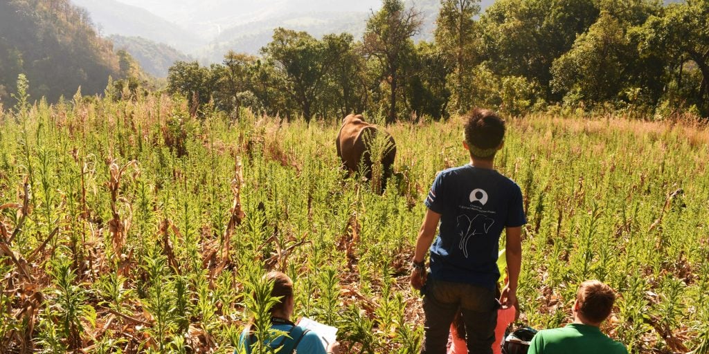 A mahout (elephant carer) standing in a field and observing an elephant from a distance.