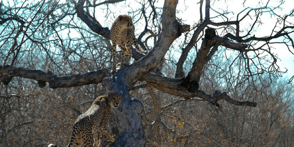 Sometimes you'll find the odd cheetah in a tree.