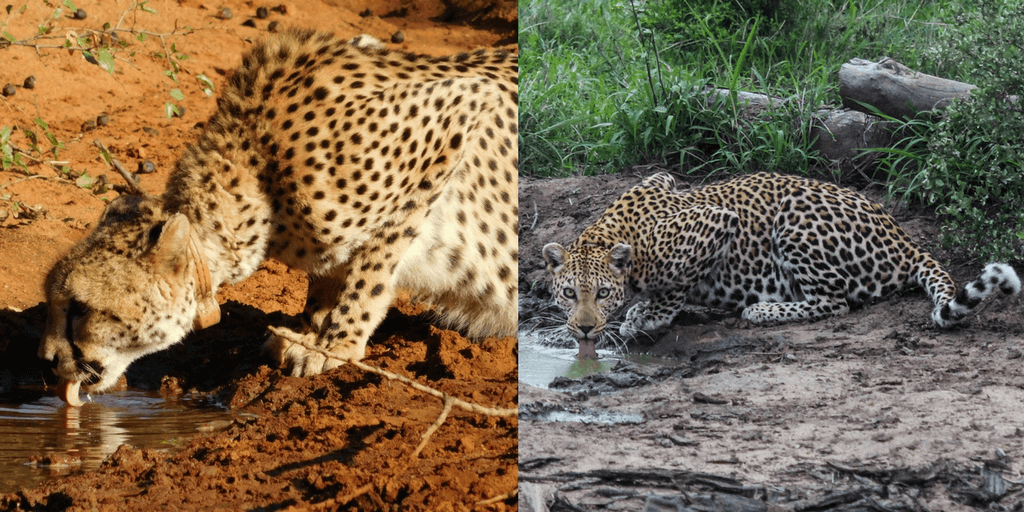 leopard vs cheetah image drinking water