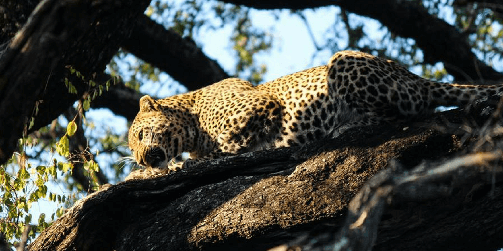 A leopard eating in a tree.