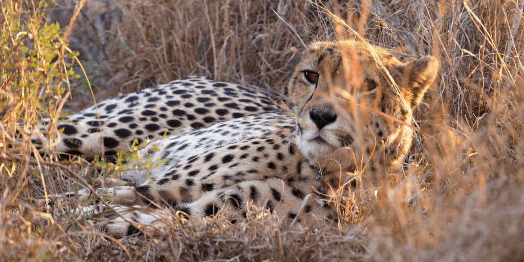 The cheetah enjoys lying down in the bushes.