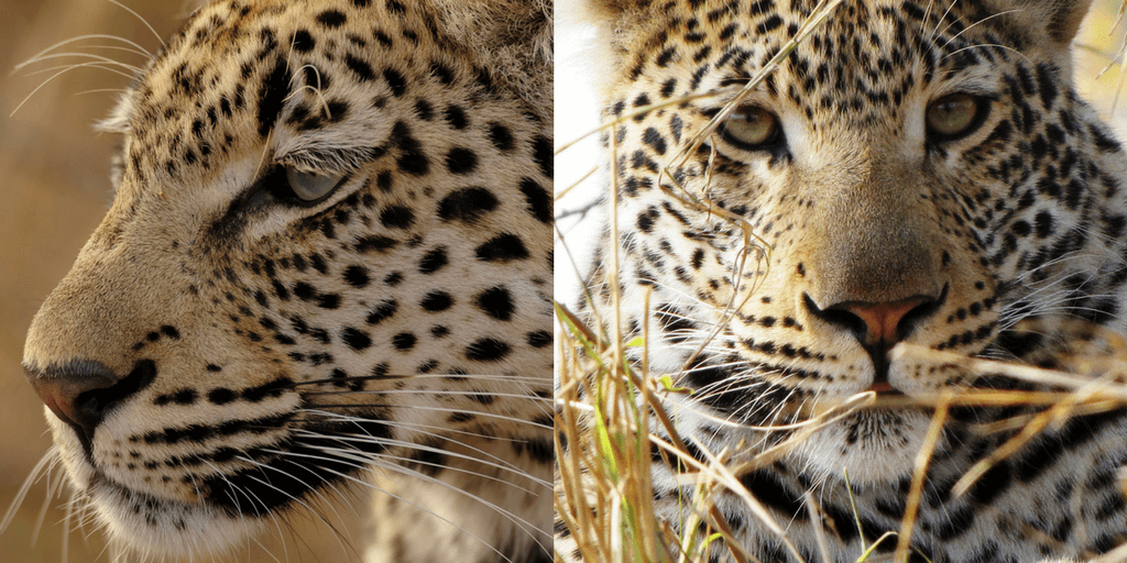 Leopard side and face portrait.