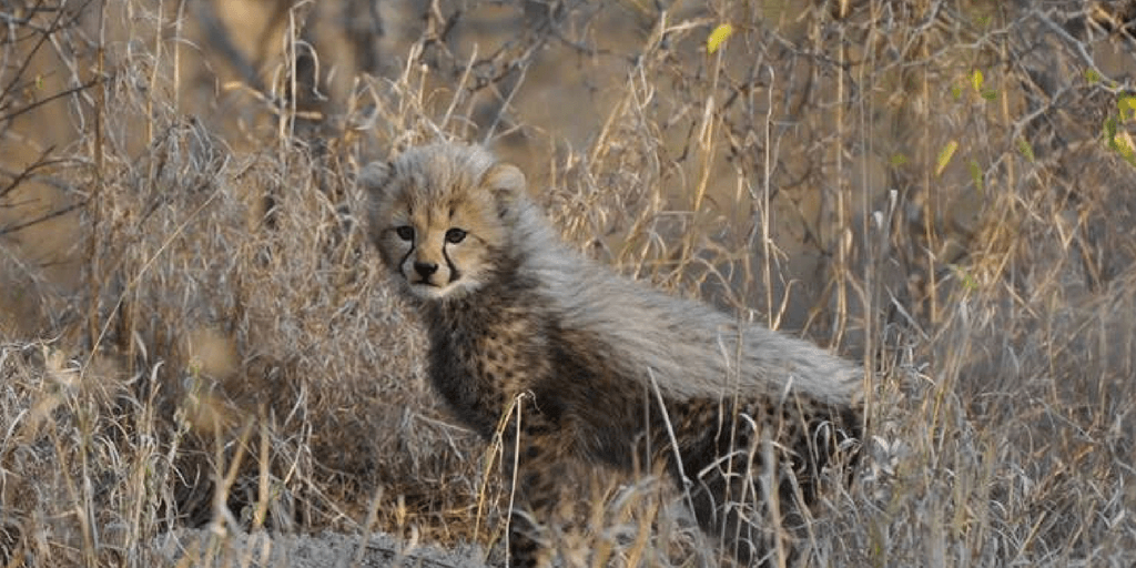 All about cheetahs: Fun facts, why cheetahs are facing extinction & how ...