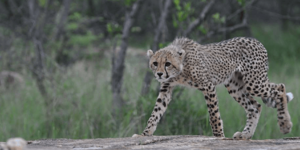 images of cheetahs, cheetahs hunting