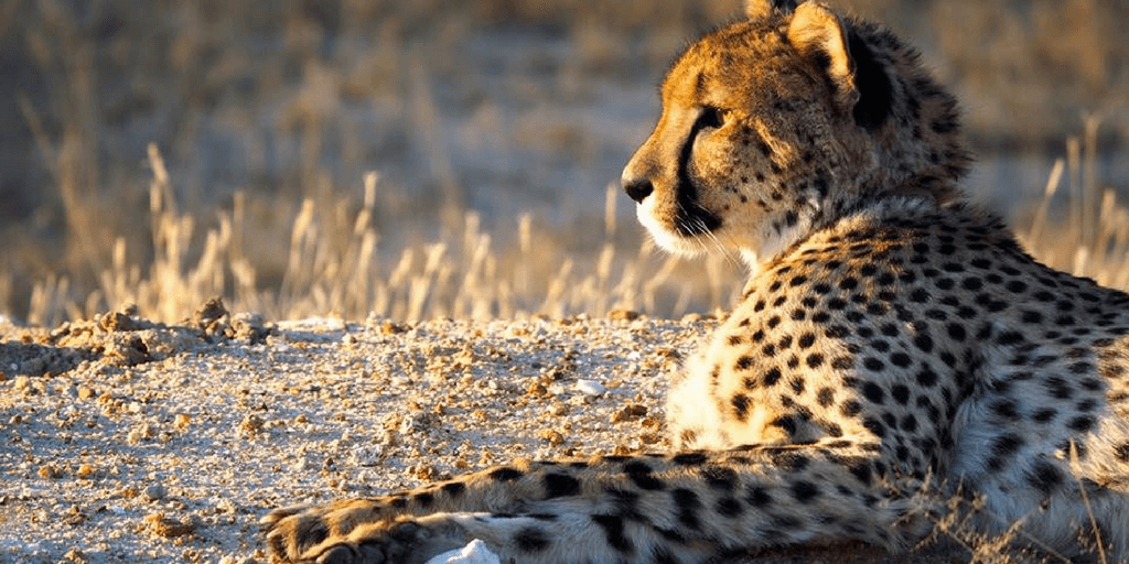 The Cheetah population can be conserved through volunteering on a wildlife program. 