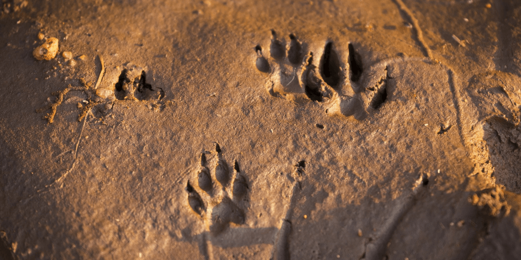 The cheetah's paw prints are left in the sand.