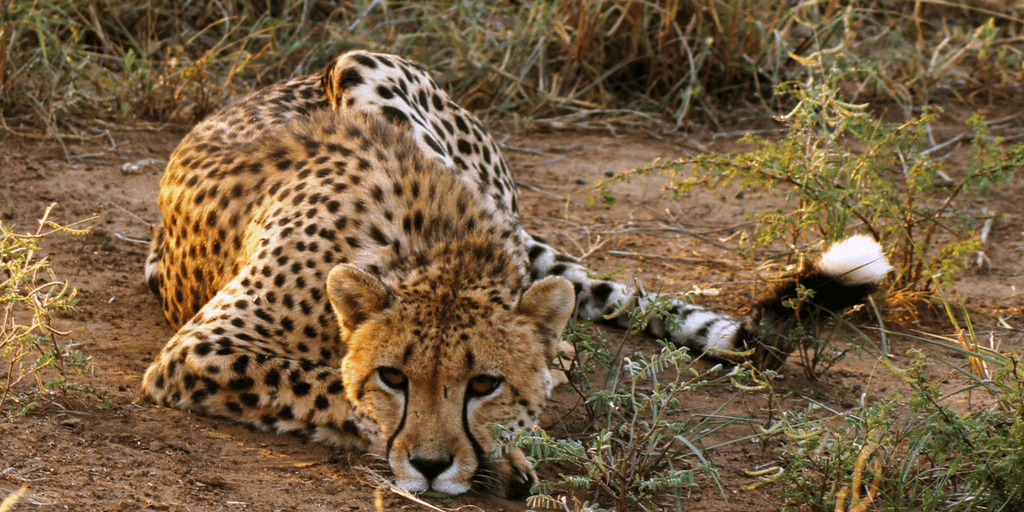pictures of cheetah, cheetah resting in savannah