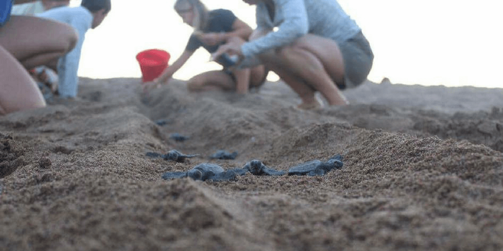 teen sea turtle conservation volunteer