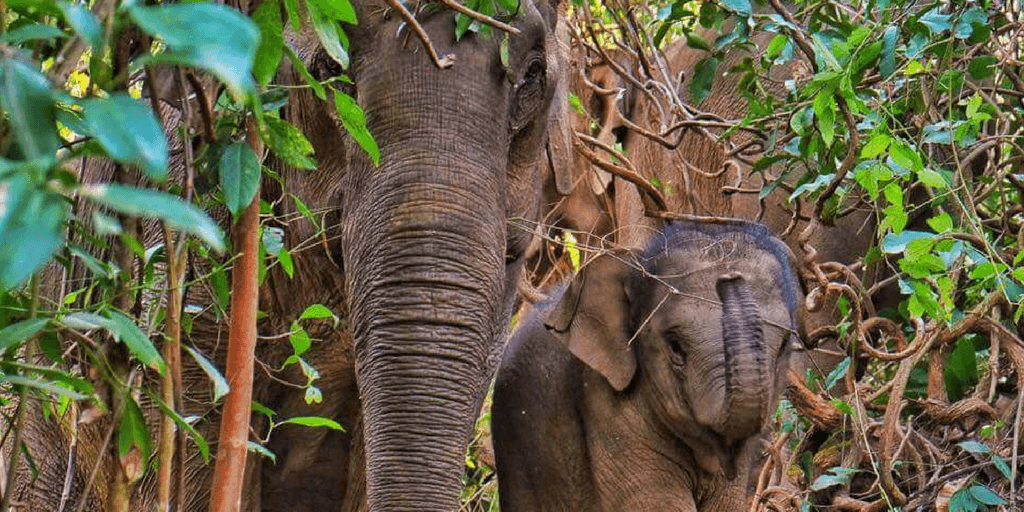 Biodiversity loss, deforestation and mass extinction are global issues.