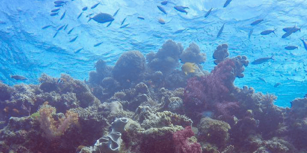 Ocean conservation is a global issue.