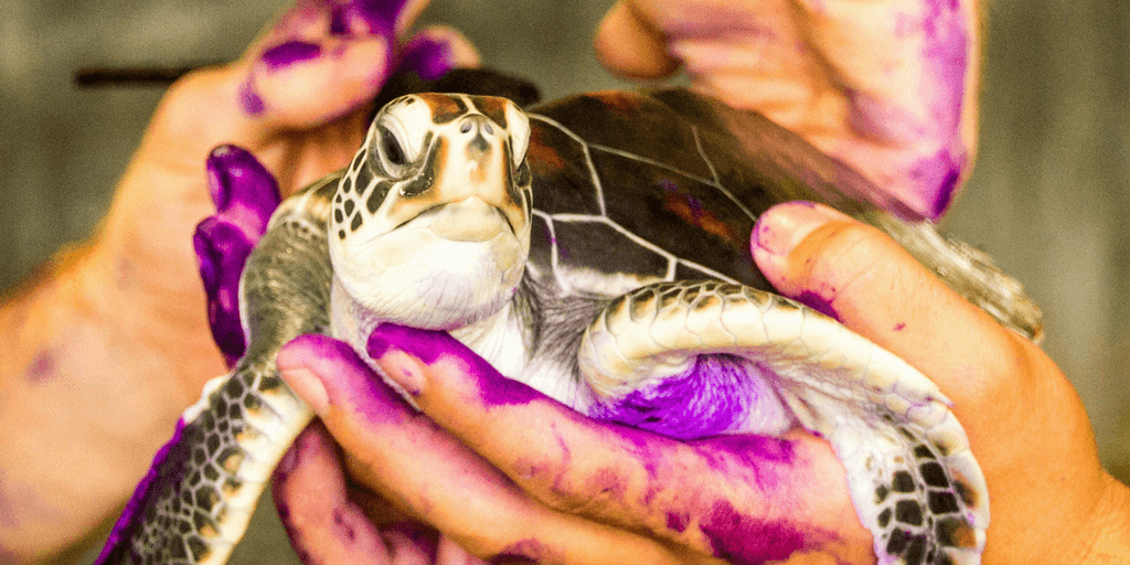Spend a gap year on an animal and turtle conservation program.