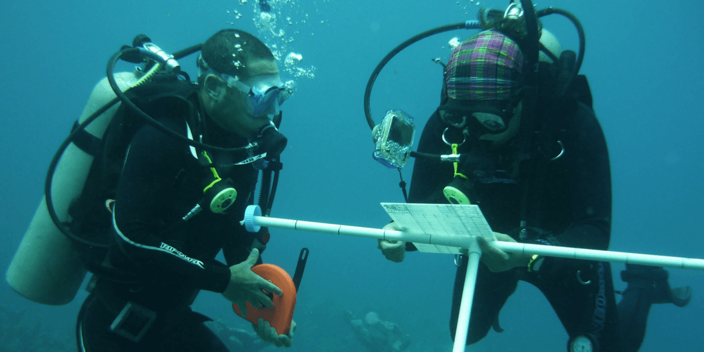 Spend a gap year on a marine biology program.