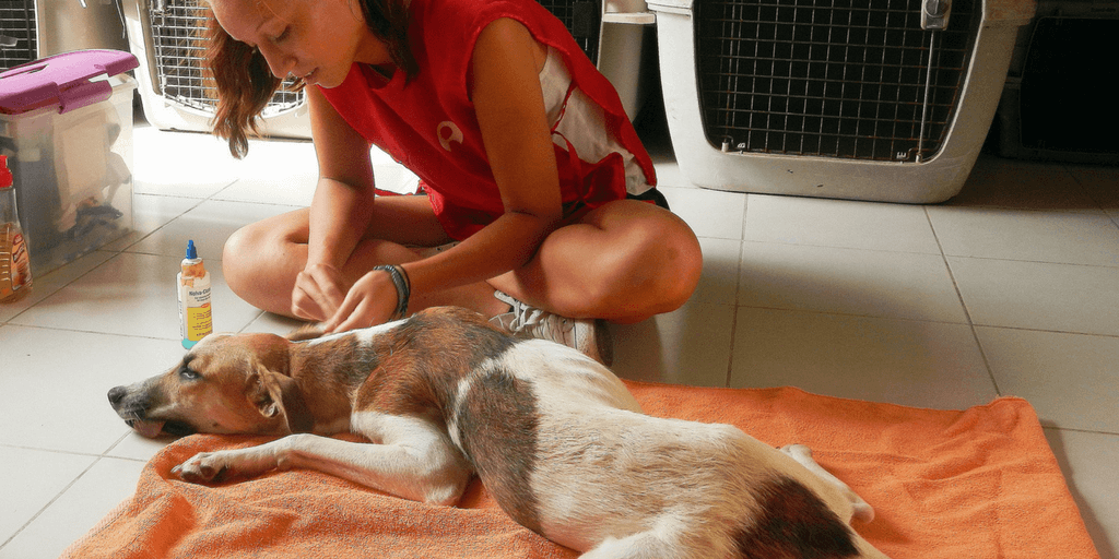 gap year before vet school