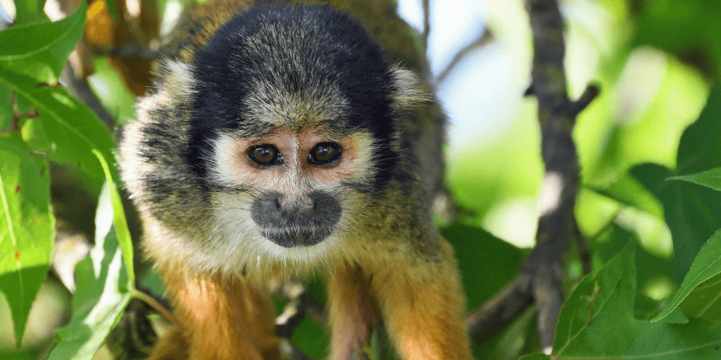 See Peru amazon animals when you volunteer for wildlife conservation