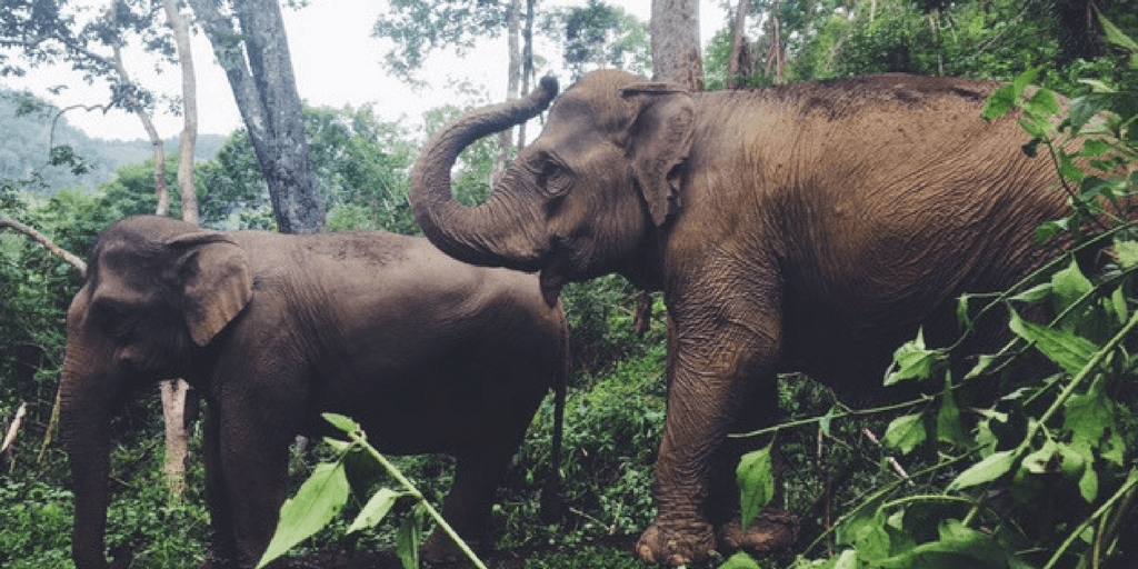 cambodia elephant sancturary