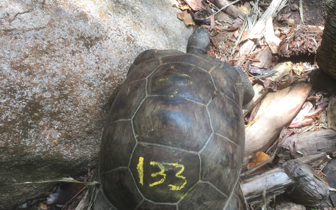Q: How do you find the biggest Giant Tortoise on the Island? A: You don’t, instead you find a new tortoise altogether!