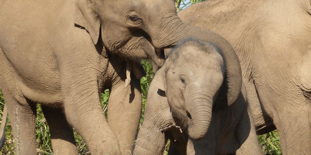 Elephant conservation on a gap year study abroad program.