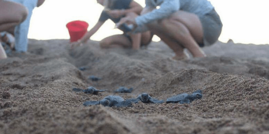 Volunteers during their gap year participating in animal programs.