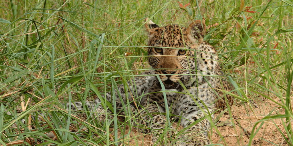 Big Cat Research In South Africa