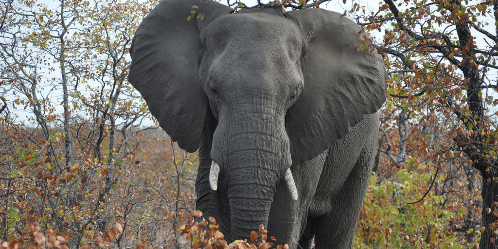 Elephant Impact Study In South Africa