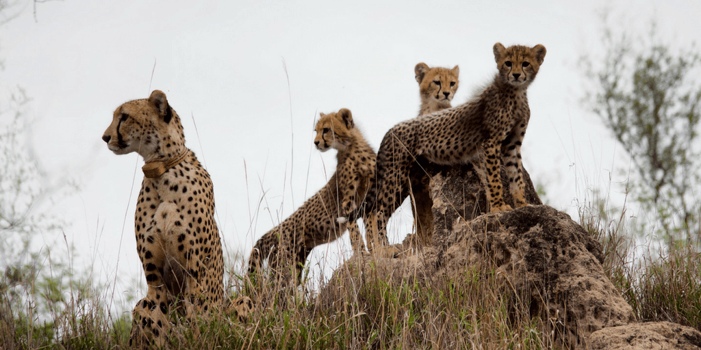 Cheetah Conservation In South Africa