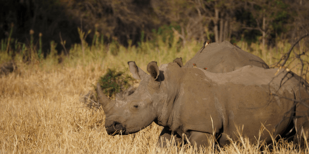 Anti-rhino Poaching Awareness In South Africa