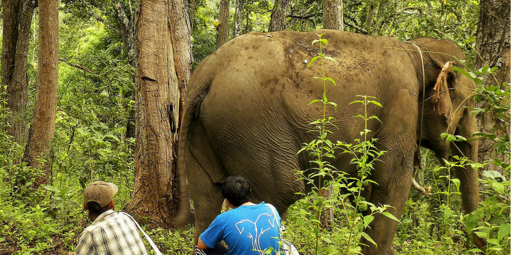 Work At A Thai Elephant Sanctuary