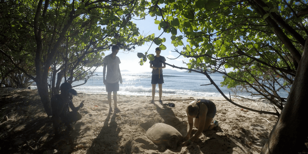 Lemon Shark And Turtle Research Project In Seychelles