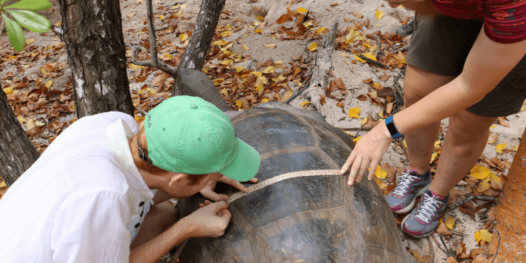 Giant Tortoise Conservation In Seychelles