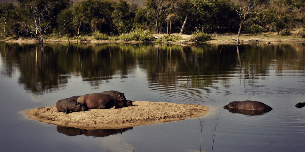 Volunteer In South Africa