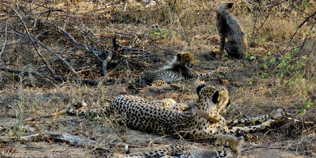 Work To Save The Cheetah In South Africa