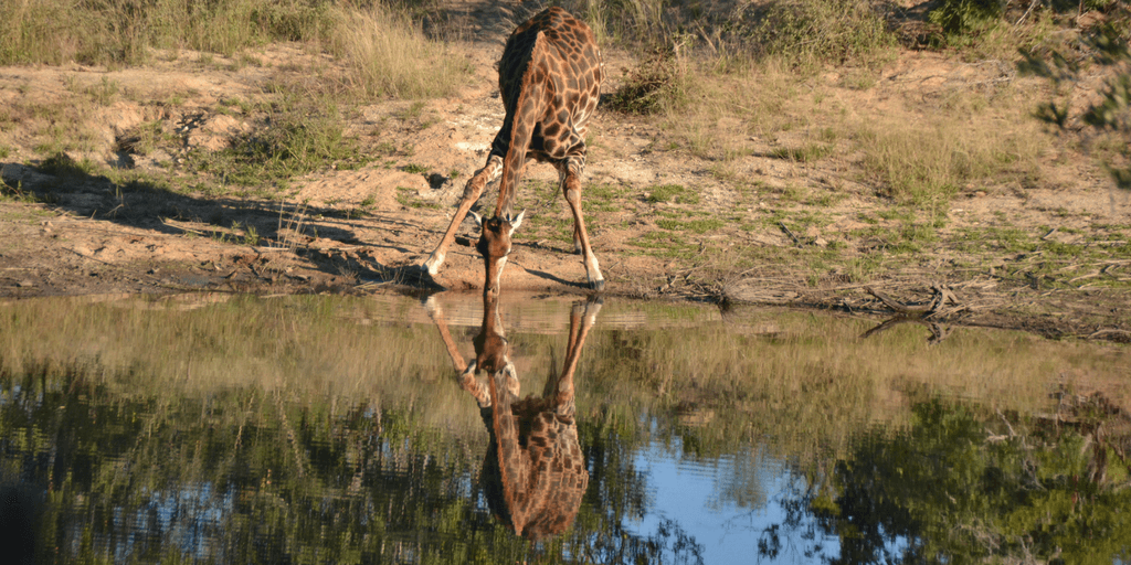 Wildlife Conservation In South Africa