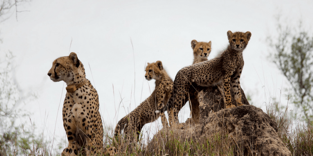 This mother cheetah had her three young cubs were captured on camera by Leah.