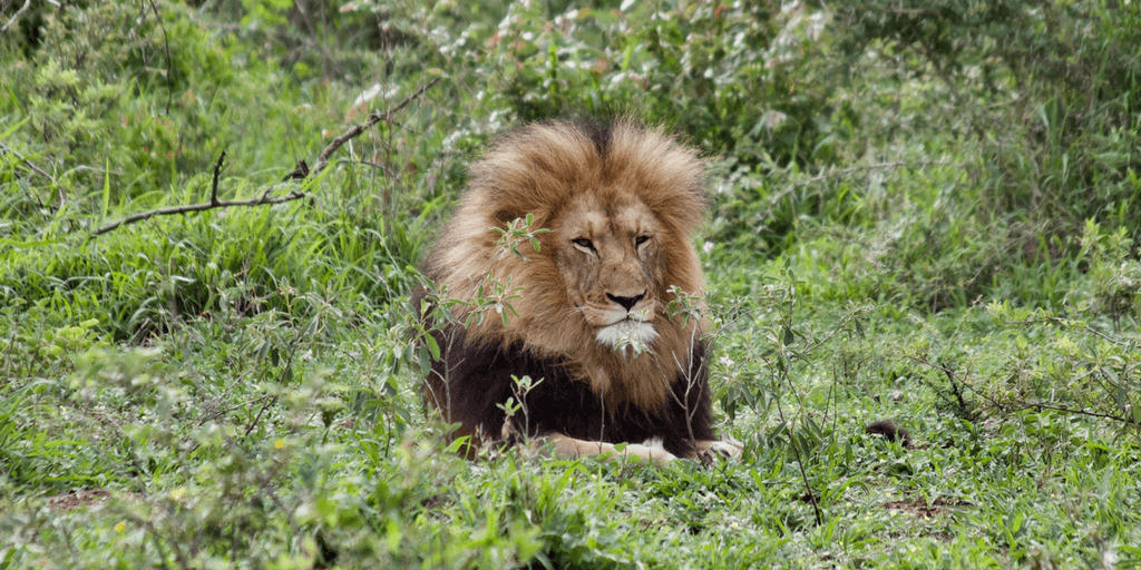 This beautiful male lion also posed for Leah’s camera. 