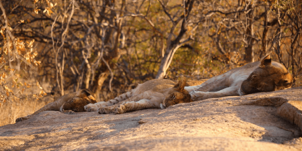 Lions spend about twenty hours a day asleep so it is no surprise that a young Leah found them taking a nap. 